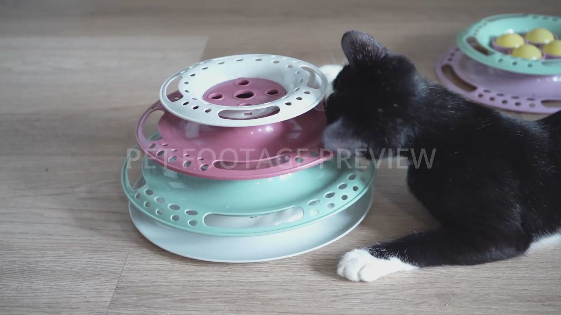 Cat Playing with a Ball Track Toy – Funny Cat Stock Footage