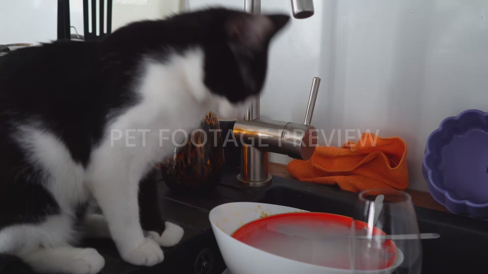 Cat Drinking Water from a Sink – Cat Stock Footage
