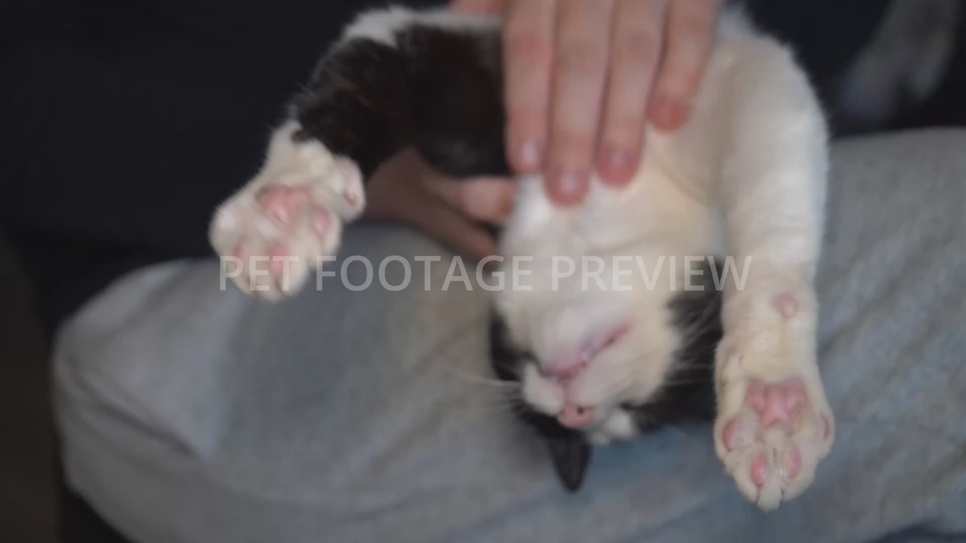 Relaxed Black and White Cat Enjoying Gentle Petting – Cat Stock Footage