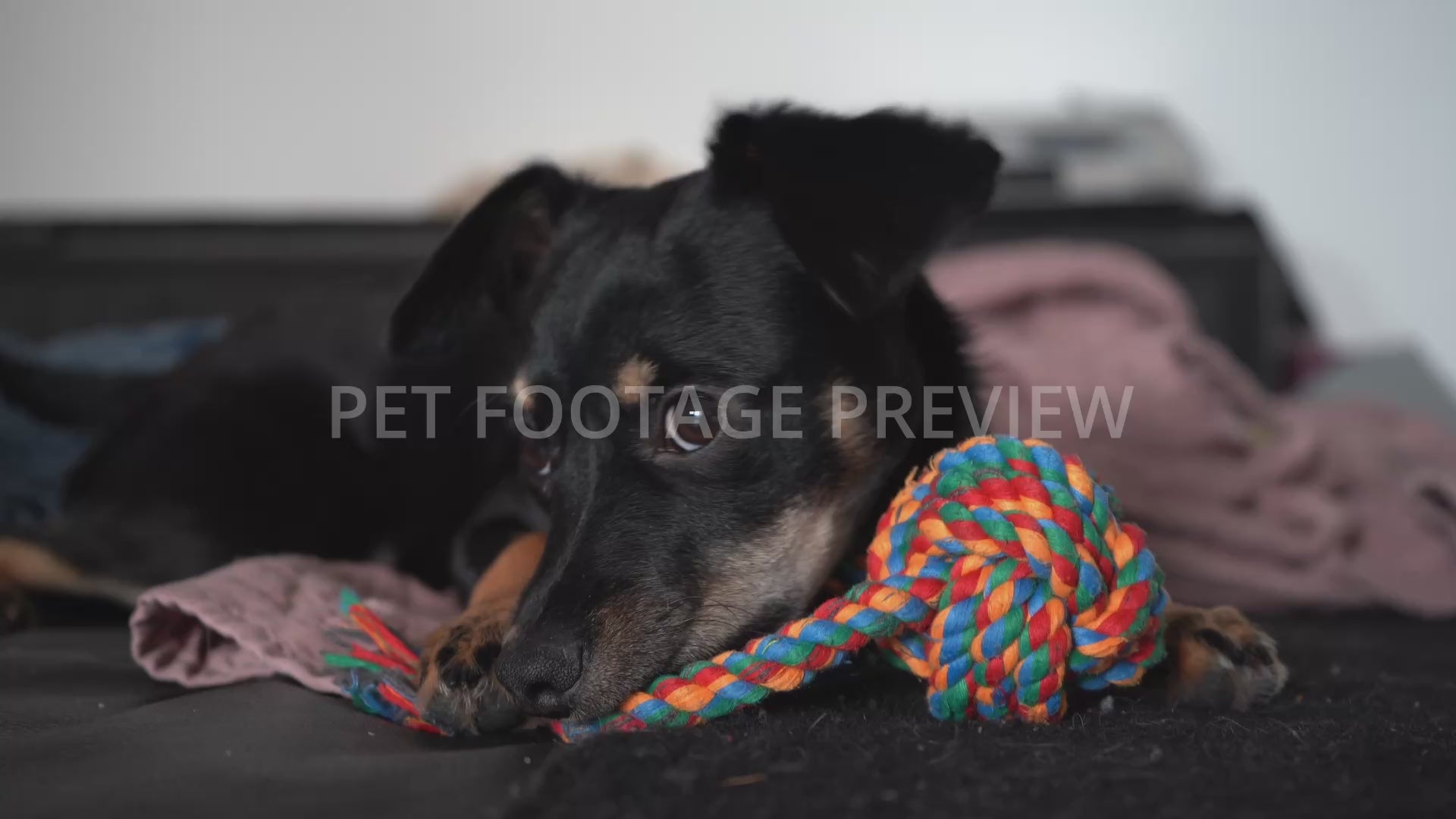 Cute Dog Chewing on a Toy – Dog Stock Footage