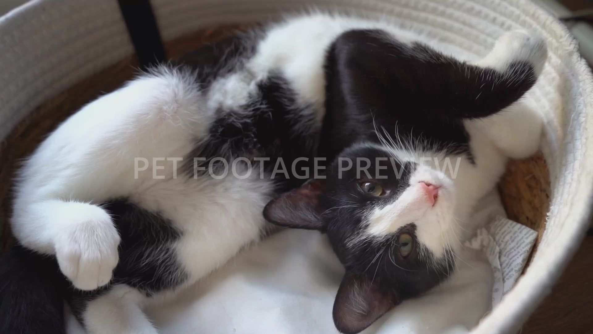 Black and white cat resting in a cozy pet bed