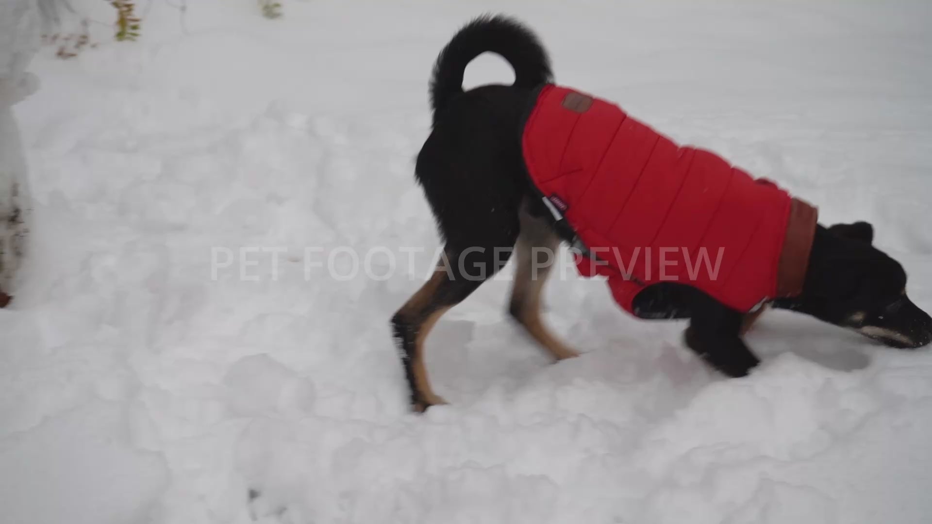 Dog Eating and Playing with Snow in a Red Winter Coat – Dog Stock Footage