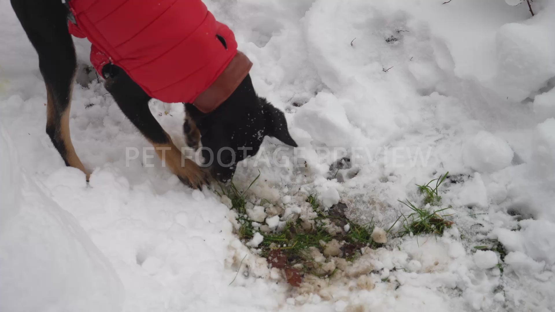 Dog Digging in Deep Snow Outdoors in Winter – Winter Dog Stock Footage