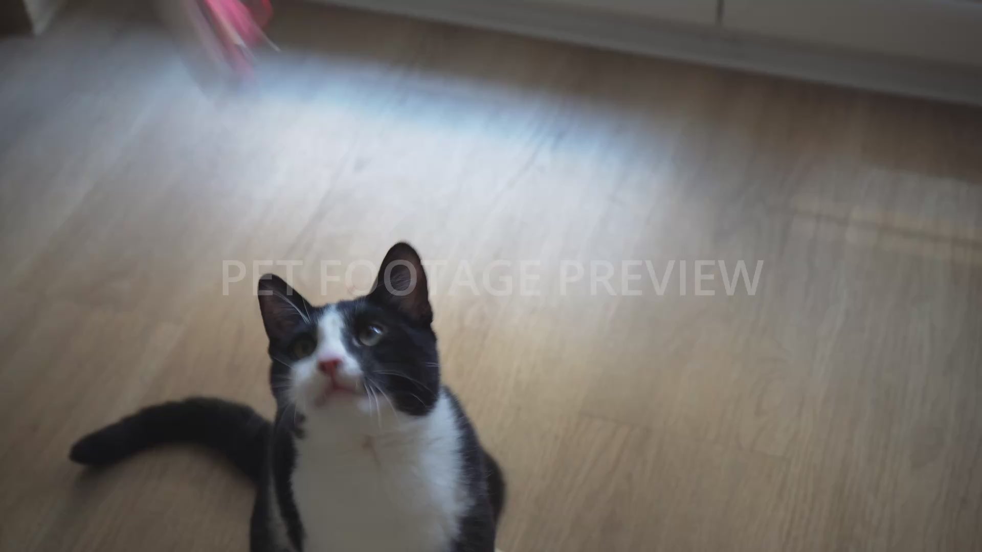 Black and White Cat Playing with a Toy – Cat Stock Footage