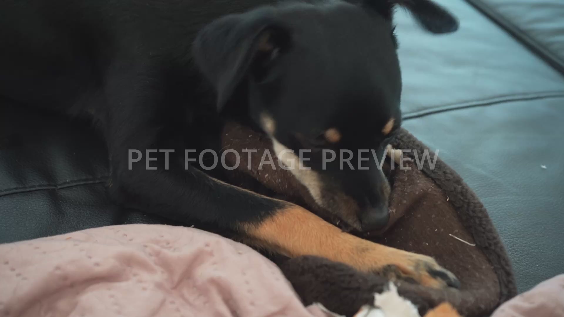 Dog Chewing on a Slipper at Home – Funny Dog Stock Footage