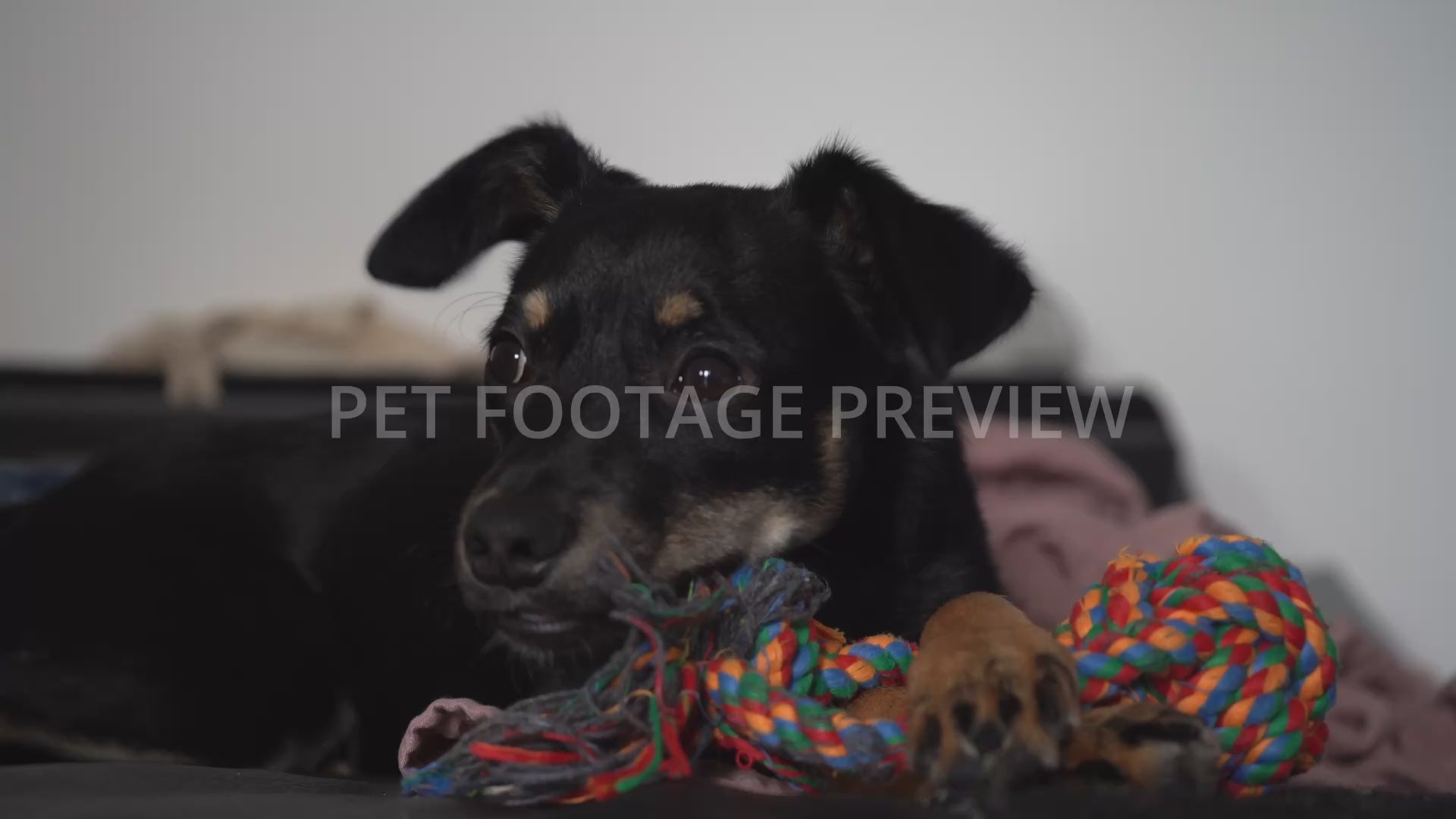 Cute Dog Chewing on a Toy – Dog Stock Footage