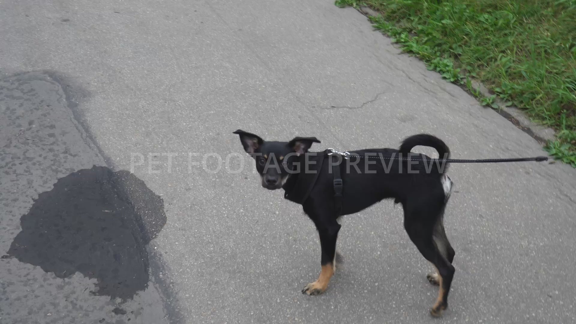 Puppy on a Leash Going for a Walk – Puppy Stock Footage