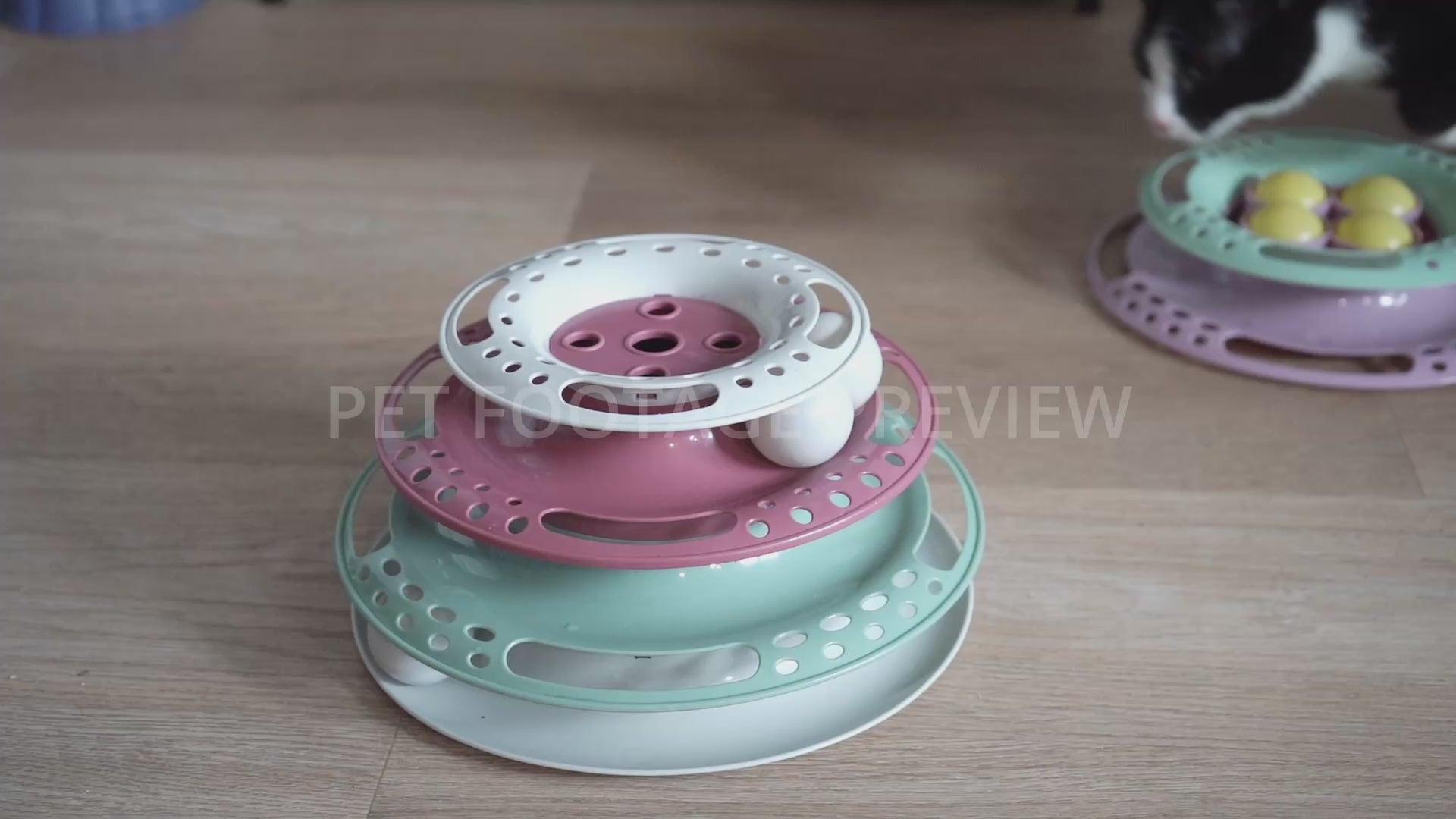 Cat Playing with a Ball Track Toy – Funny Cat Stock Footage