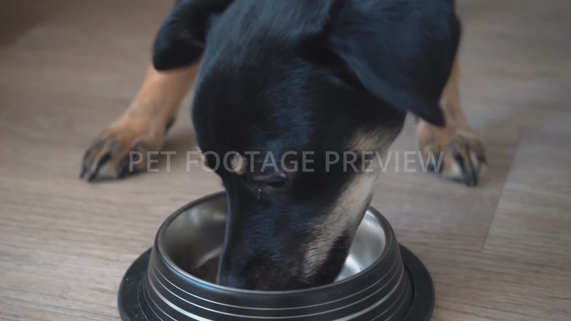 Dog Eating Dry Food from a Bowl – Dog Stock Footage