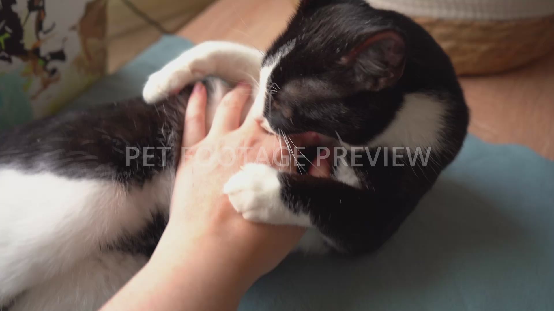 Black and White Cat Biting Hands and Pushing with Back Paws – Cat Stock Footage