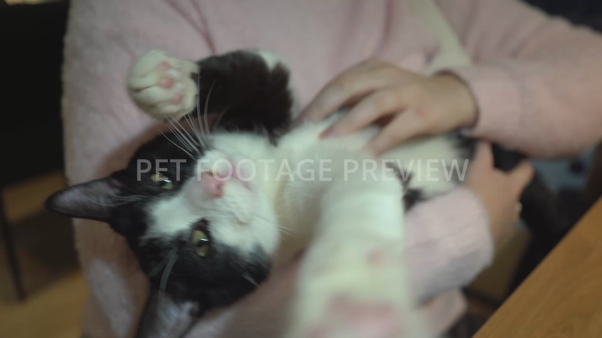 Woman Petting a Cat in Her Arms – Cat Stock Footage