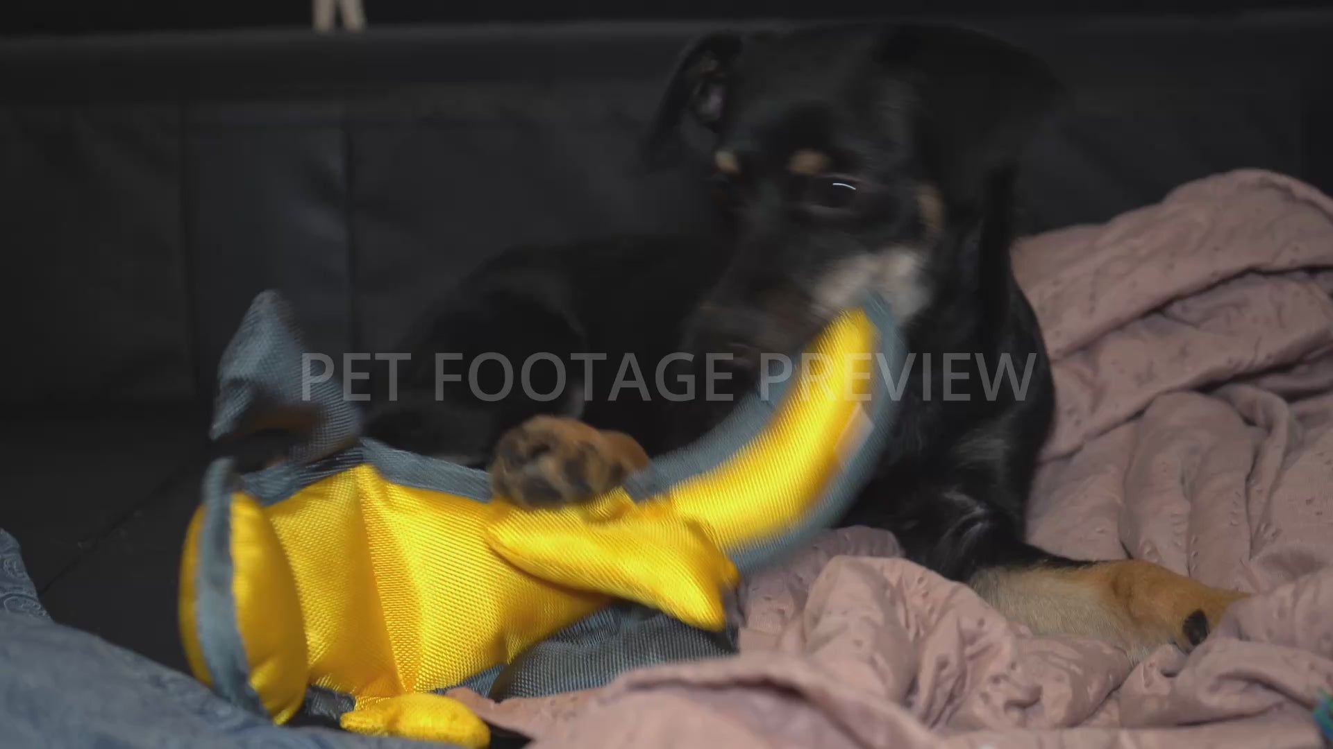 Dog Chewing on a Yellow Lizard Toy – Dog Stock Footage